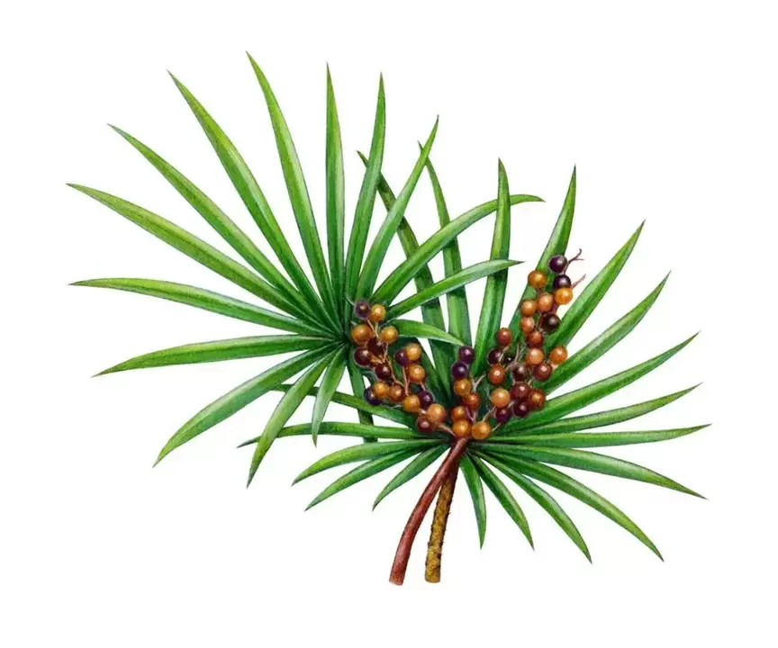 Saw Palmetto în spray-ul Trichomist Forte