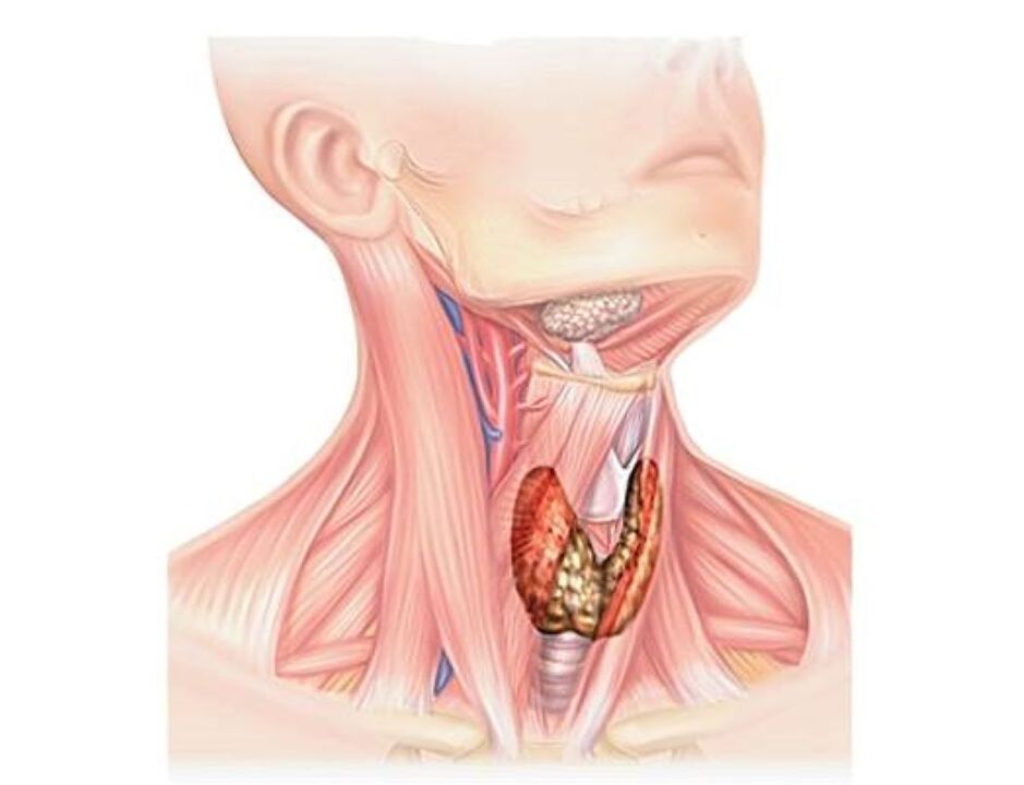 ilustrare a sistemului endocrin uman